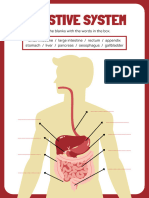 Digestive System Red White Science Worksheet