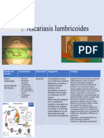 Ascariasis Lumbricoides