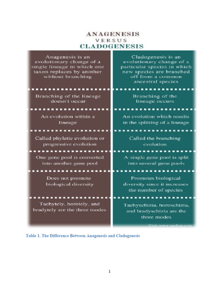 Anagenesis vs Cladogenesis Explained | PDF | Phylogenetic Tree | Clade