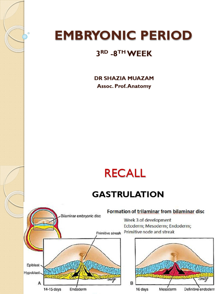 Embryonic Development: Key Processes & Stages | PDF | Reproduction ...