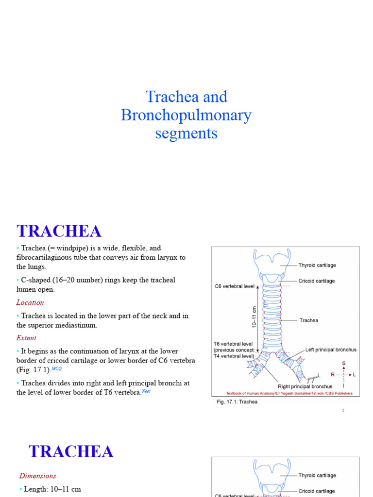 Trachea Bps Pdf