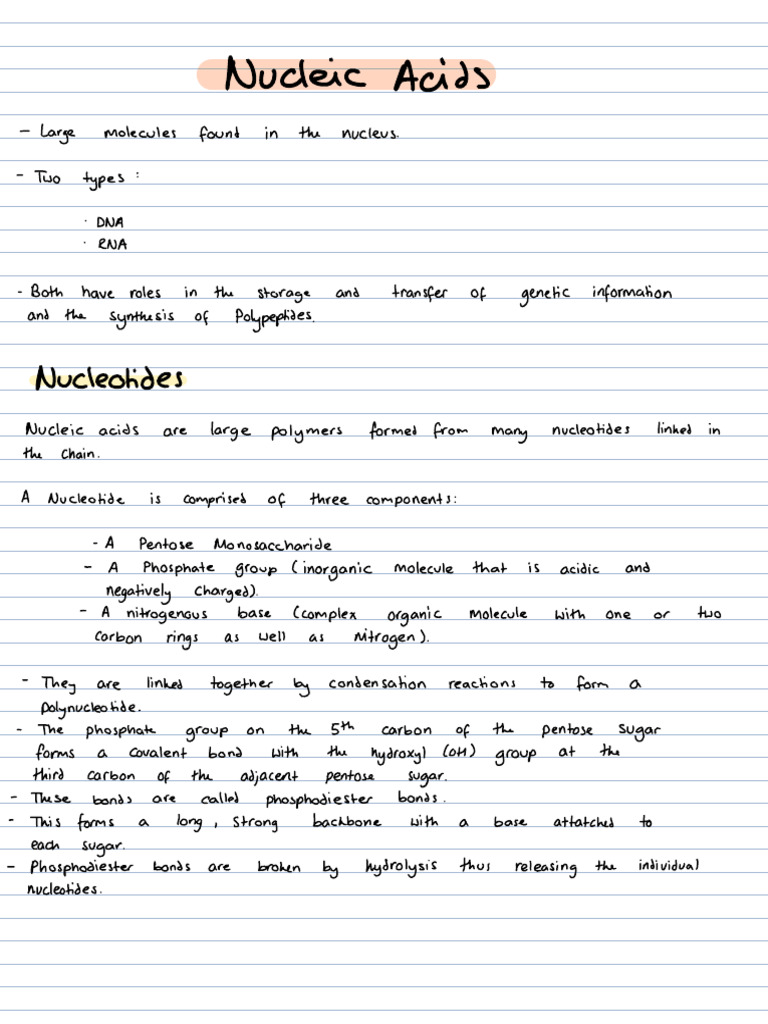 Nucleotides and Nucleic Acids Overview | PDF | Dna | Rna