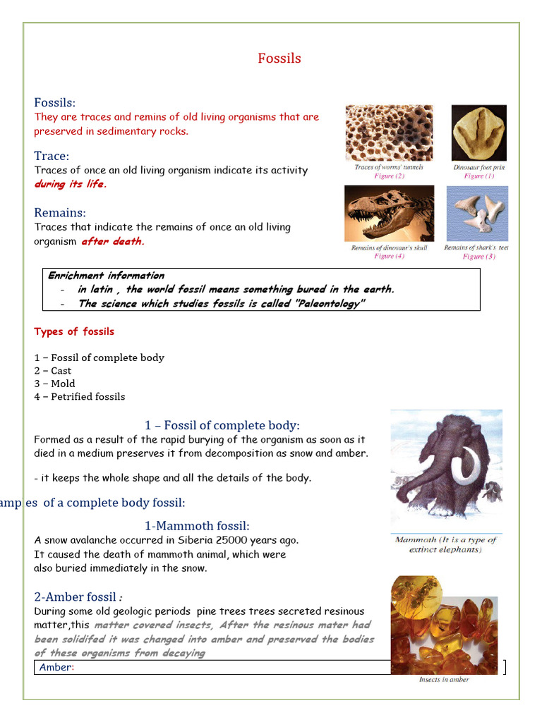Fossils PDF Fossil Earth Sciences