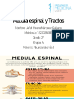 Medula espinal y Tractos