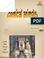 Comical Animals