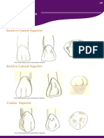 Guia Anato Dental