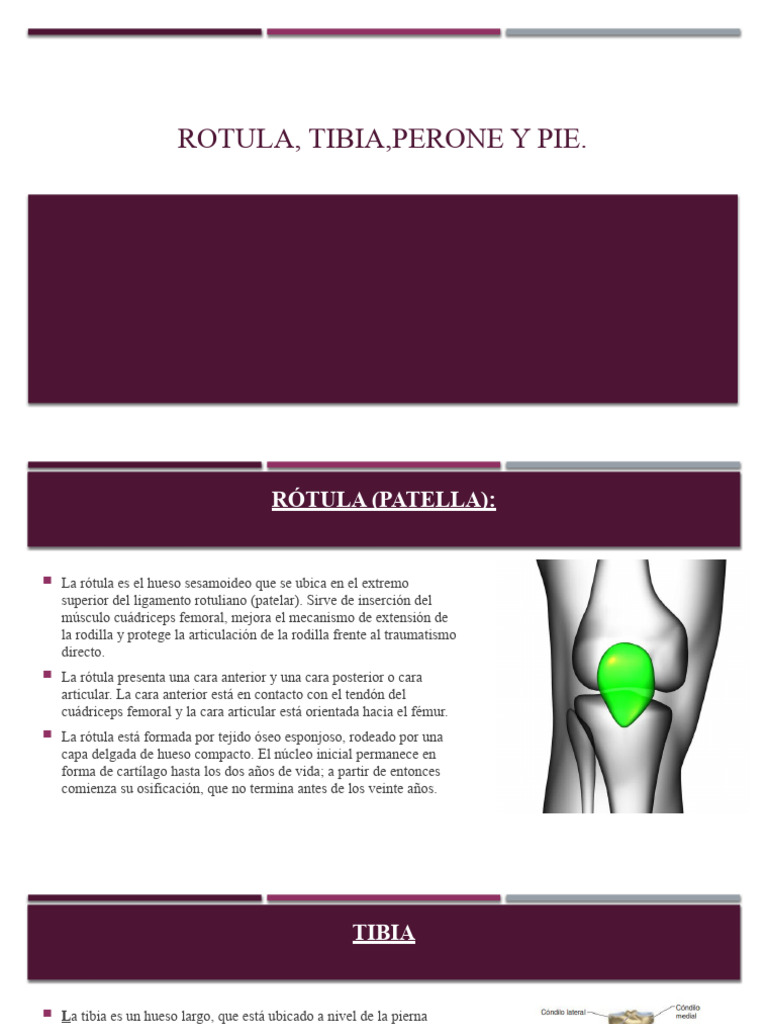 Rotula, Tibia, Perone y Pie - 121911 | PDF