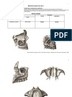1 Ejercicio Huesos Cara Maxila, Mandíbula y Palatino