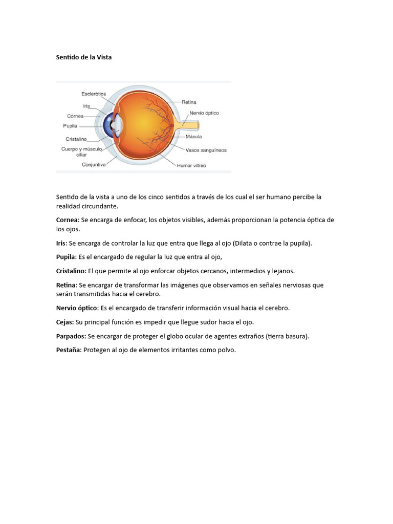 Cuidado de Vista y Oído | PDF | Ojo humano | Oído