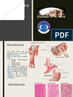 3D. Muscle Tissue