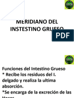 Intestino Grueso