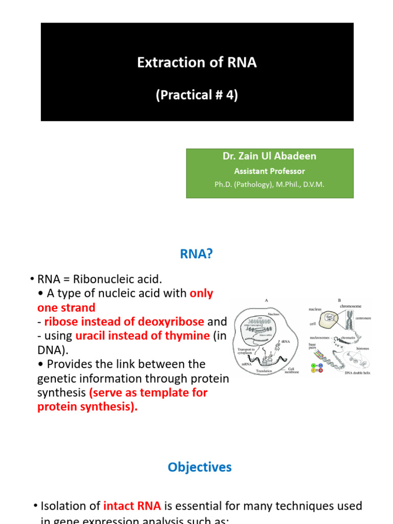P4. Extraction of RNA | PDF | Chemical Substances | Molecular Biology