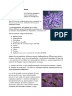 Bacterias Patógenas