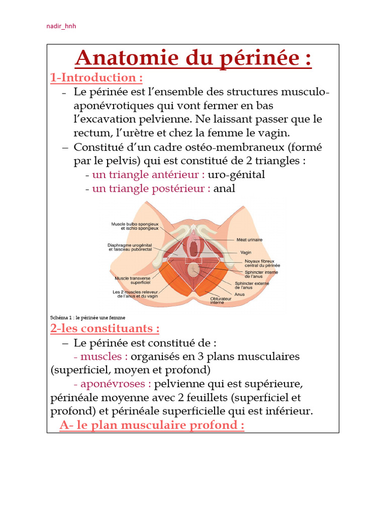 anatomie-du-p-rin-e-masculin-d-taill-e-pdf-bassin-anatomie