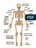 esqueleto atras