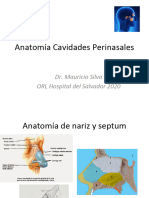 Anatomia CPN