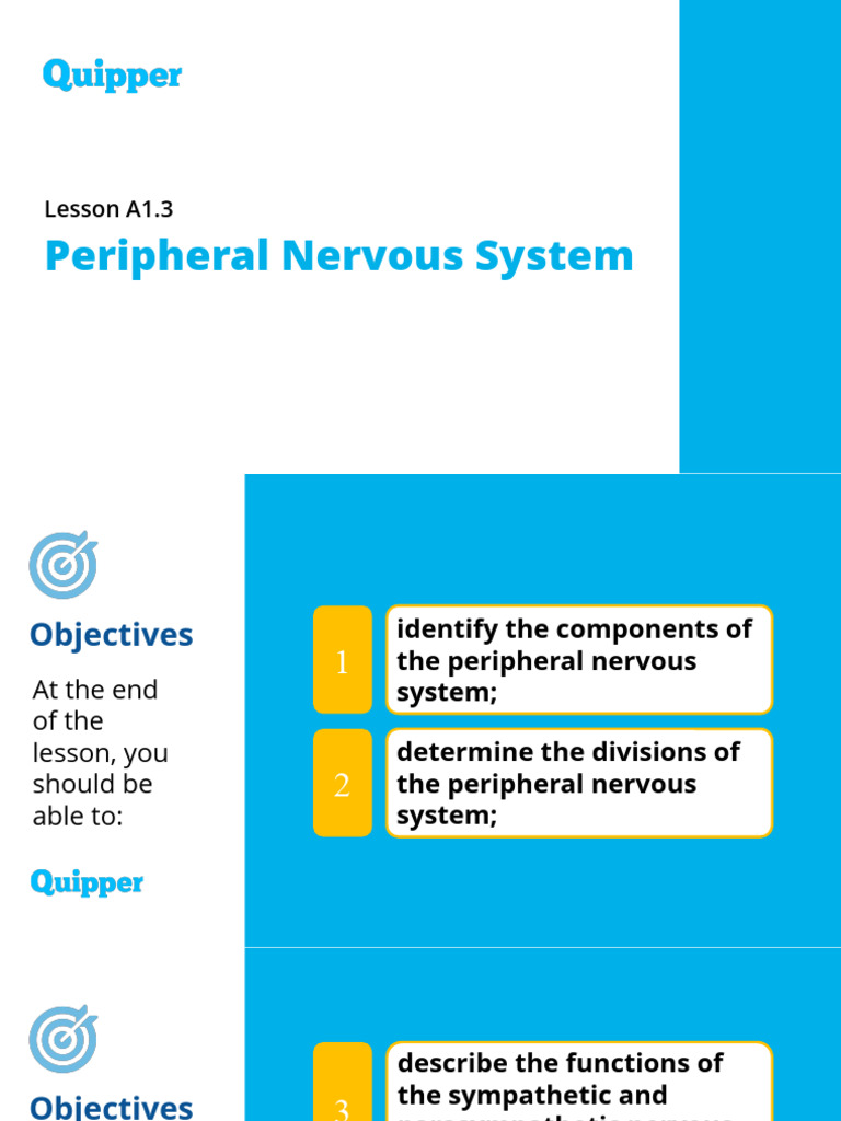 Understanding the Peripheral Nervous System | PDF | Nervous System | Nerve