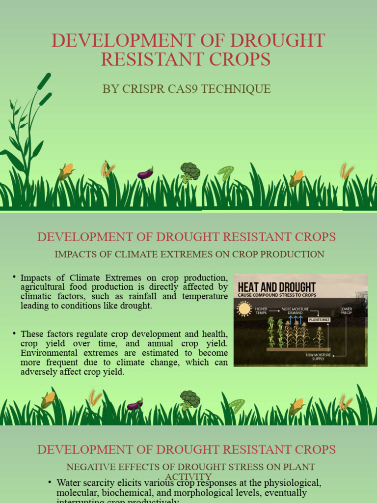 Drought Resistant Crops Pdf Gene Genetic Engineering