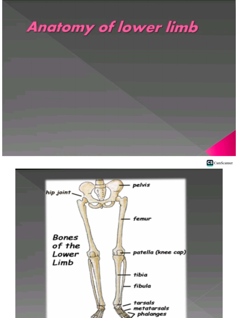 Lower Limb Anatomy Biology Diagrams
