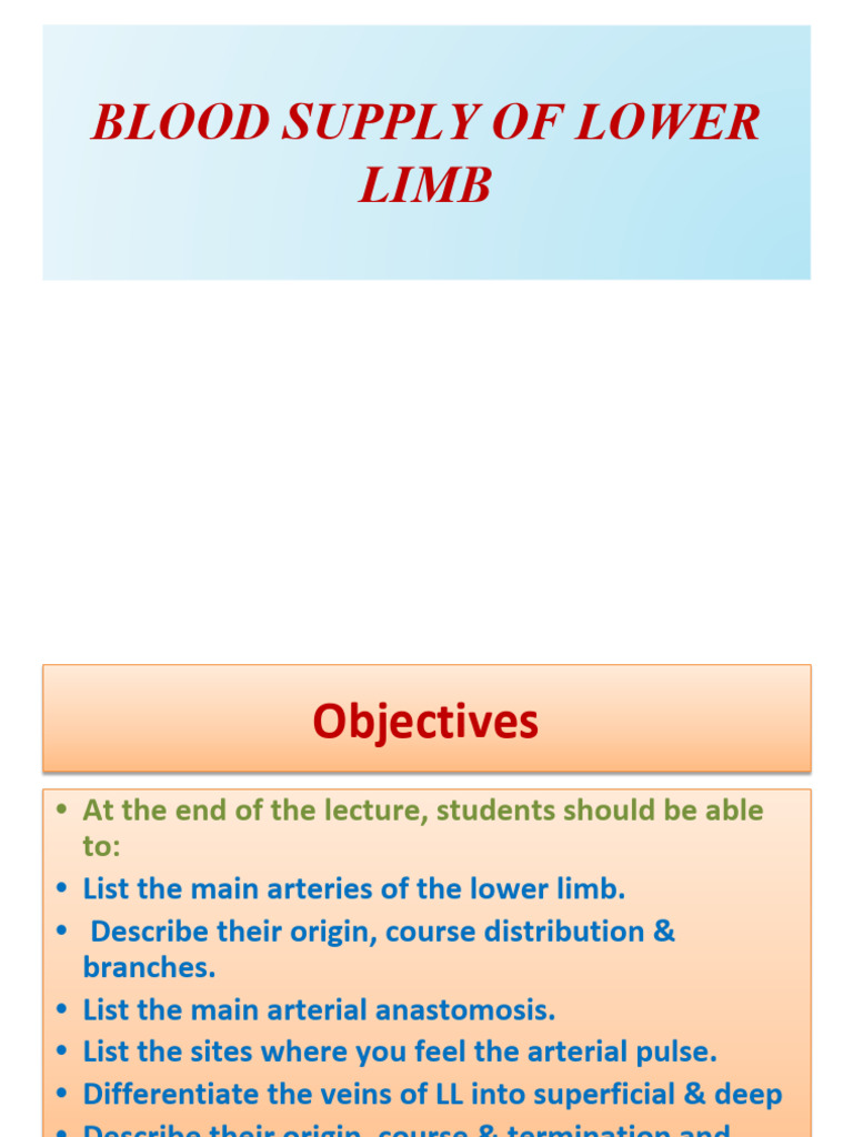 Blood Supply of Lower Limb | PDF | Vein | Human Leg