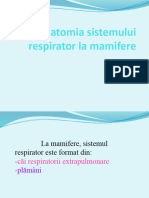 Sistemul Respirator La Mamifere