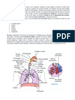 17 Sistemul Respirator