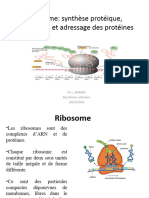 Ribosome