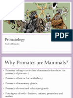 Primate Evolutionary Tendencies
