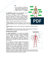 Sistema Del Cuerpo Humano