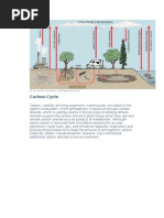Download Carbon Cycle by api-3803507 SN7020388 doc pdf