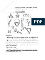 OSTEOLOGÍA