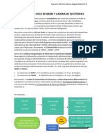 Resumen Del Ciclo de Krebs y Cadena de Electrones