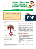 El Sistema Excretor para Tercero de Primaria