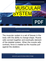 lesson-6-The-Muscular-System (1)