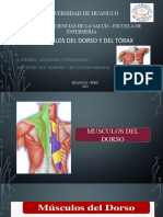 Musculos Dorso y TX