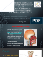 Musculos Del Cuello