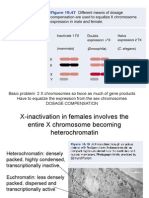 X Inactivation Lecture [Compatibility Mode]