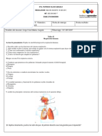 Taller 2 Biologia Septimo Respiracion Humana