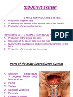 Reproductive System (Week 17)