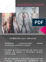 3.1. Anatomie - Oasele