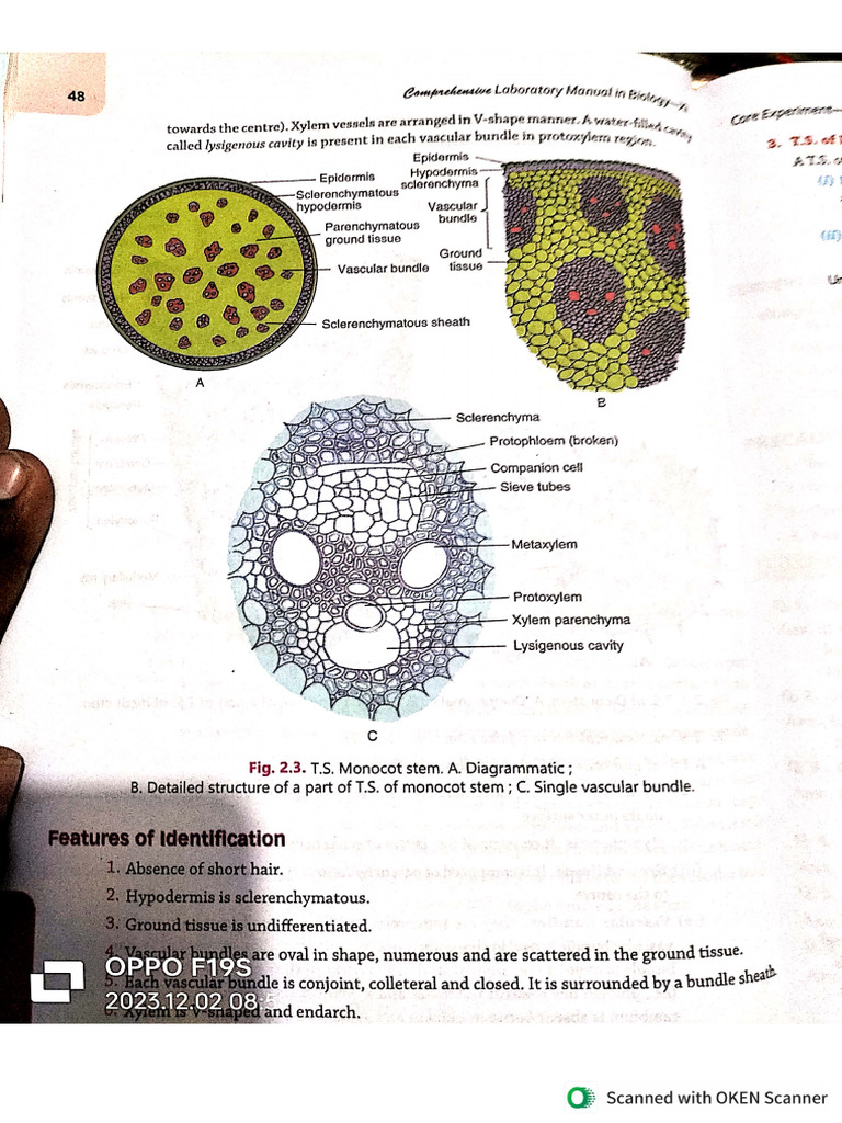 Bio Practicals | PDF