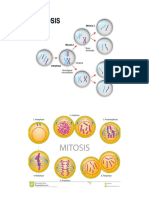 Illustration of Mitosis and Meoisis