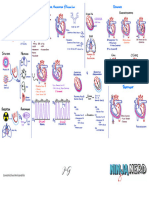 Cardiovascular Pathology - 016) Constrictive Pericarditis (Illustrations - Key)