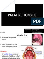 Palatine Tonsils