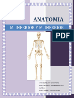 M.SUPERIOR Y M.INFERIOR - Anatomia