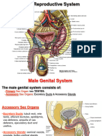 Male Reproductive System 2023-2024