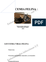 16 Leucemia Felina