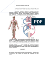 Sistema Cardiovascular