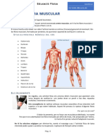 1.3 El Sistema Muscular