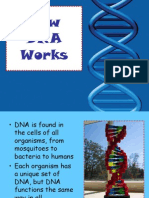 How DNA Works